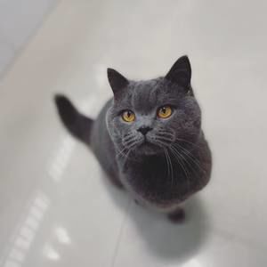 Meet your Posher, Qi